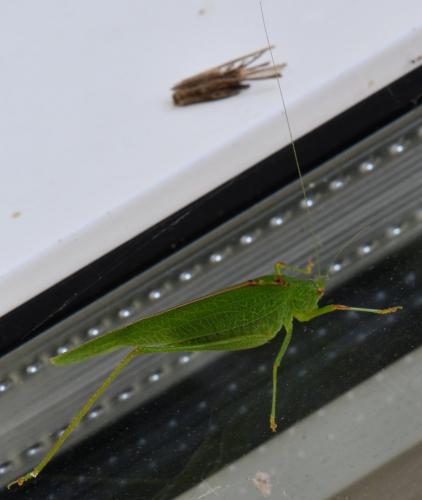 Phaneroptera nana